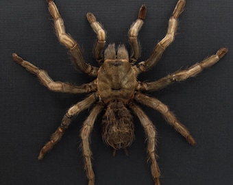 Real Rusty Birdeater Tarantula framed - Acanthoscurria ferina - large female
