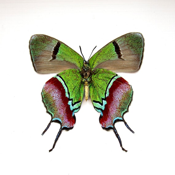 Real Metallic Green Butterfly Framed Taxidermy Evenus | Etsy