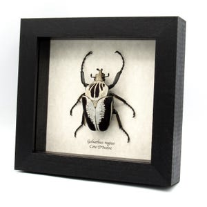 Rare Goliath beetle framed specimen - Goliathus regius