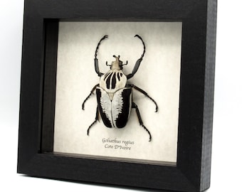 Goliath Beetle (80+mm) M Goliathus Orientalis Specimen Entomology