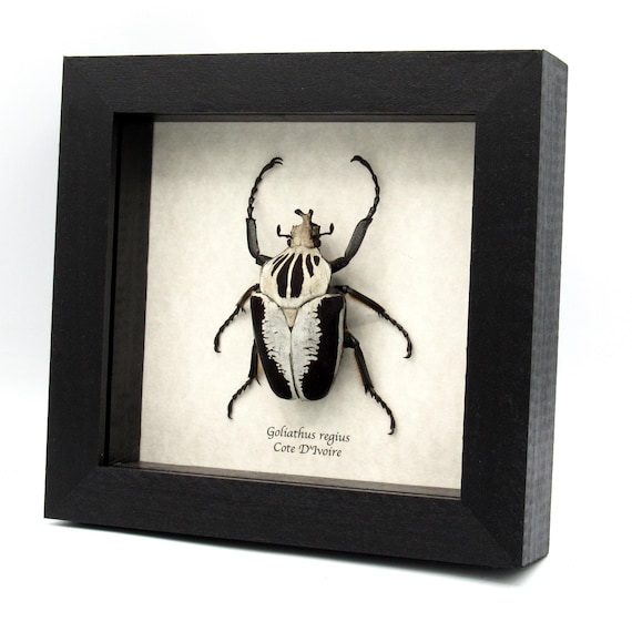 Rare Goliath Beetle Framed Specimen - Goliathus Regius - Etsy
