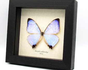 本物の珍しい蝶の剥製 - Atlides polybe - Etsy 日本