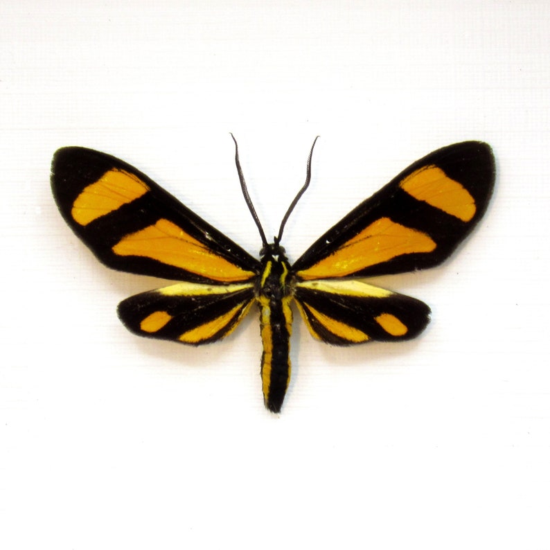 Real tiny yellow day flying moth framed taxidermy Zygaenidae species image 1