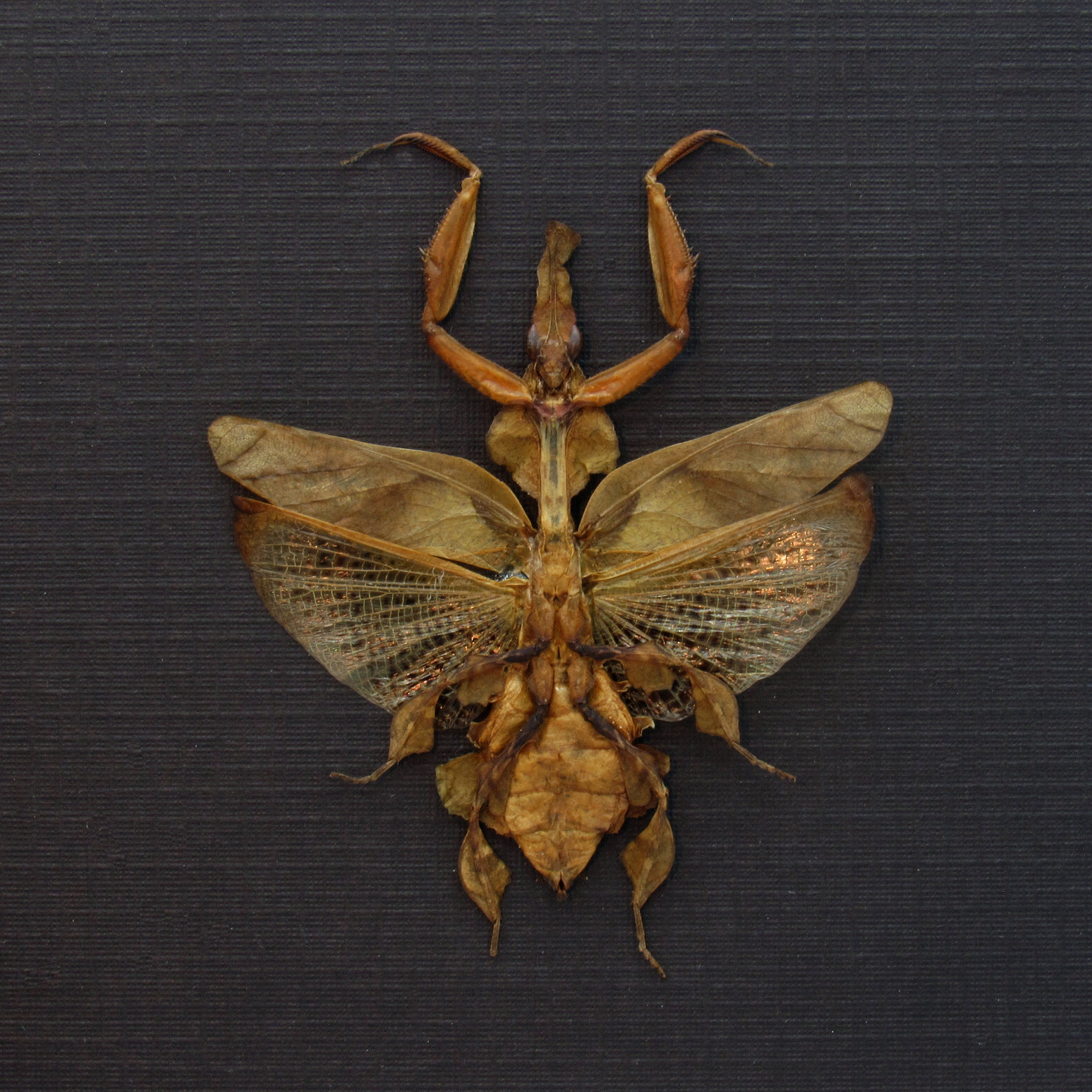 Rare Ghost Mantis Framed Taxidermy - Phyllocrania Paradoxa