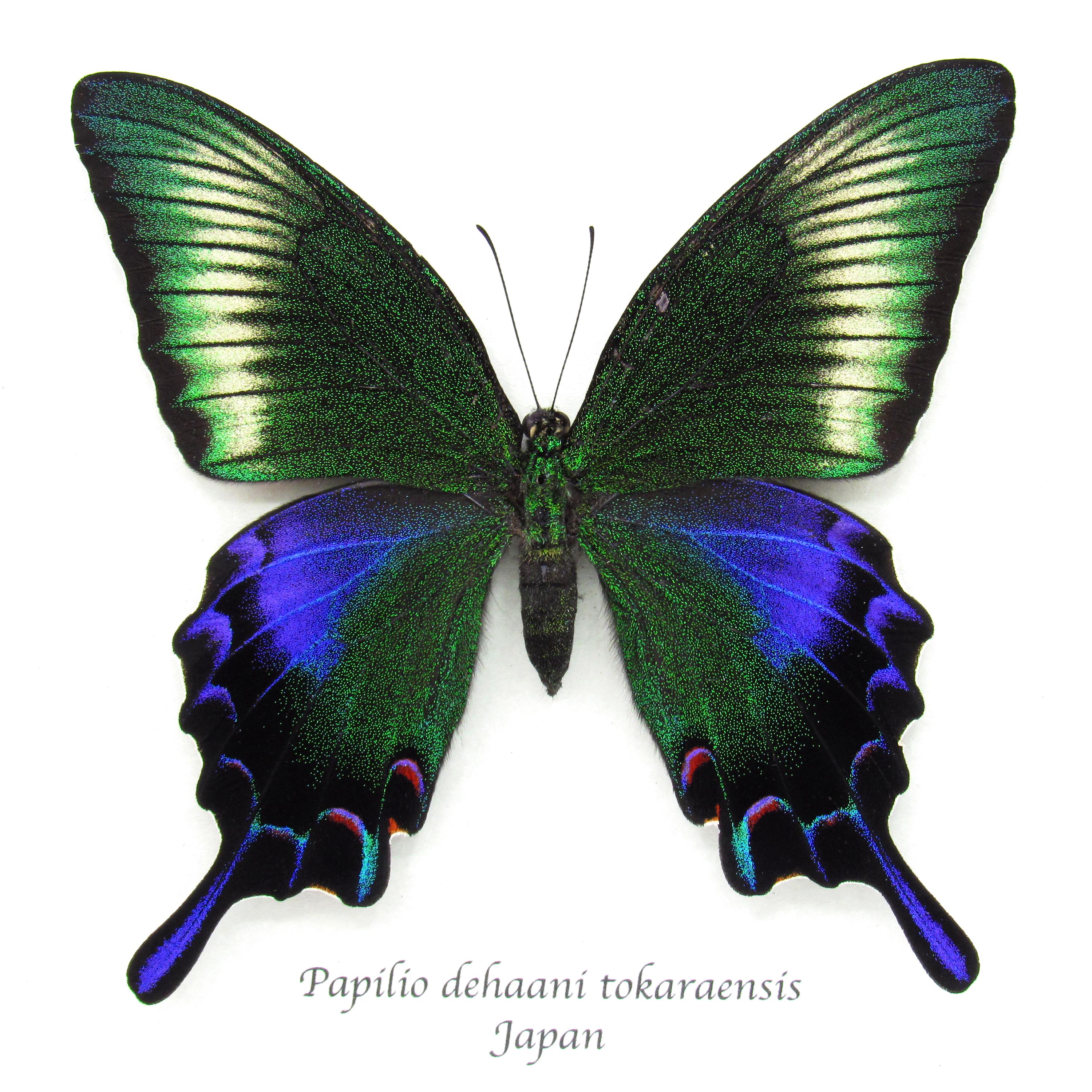 珍しい黒のクジャク蝶の額入り剥製 - Papilio dehaani tokaraensis