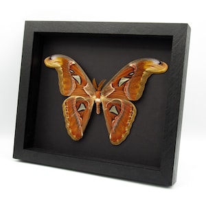Ejemplar enmarcado de polilla Atlas gigante real - Attacus atlas - envergadura de 8,3 pulgadas