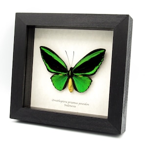 Real Green Birdwing butterfly framed - Ornithoptera priamus poseidon - Runt