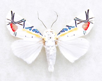 巨大な本物の羽のあるナナフシの剥製 - Phasma gigas - Etsy 日本