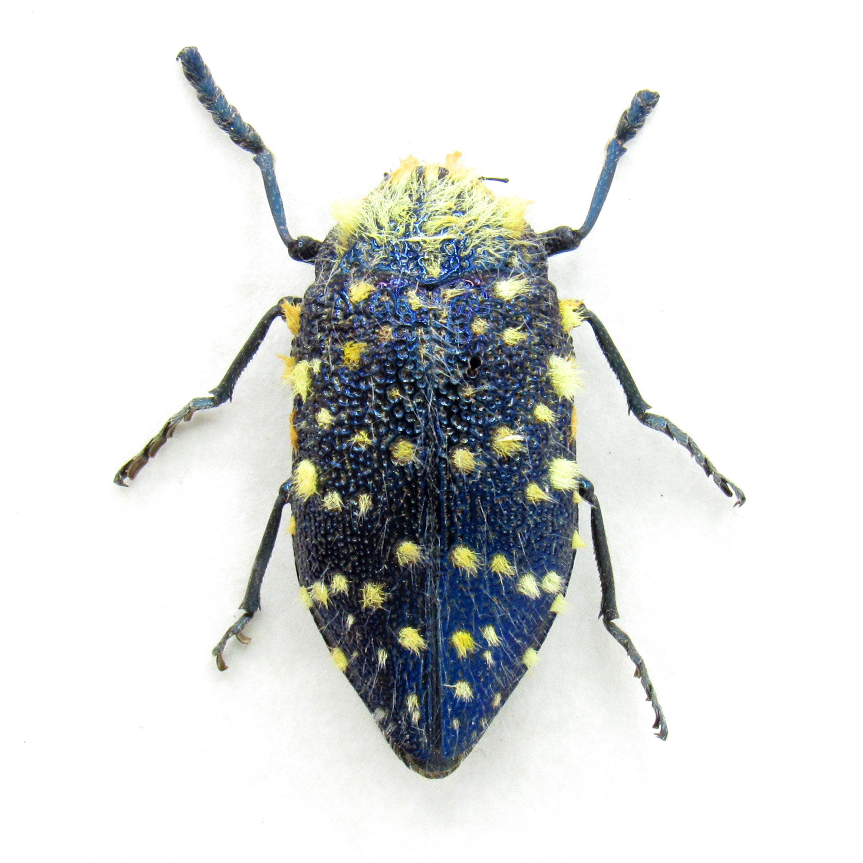 Julodis - Etsy