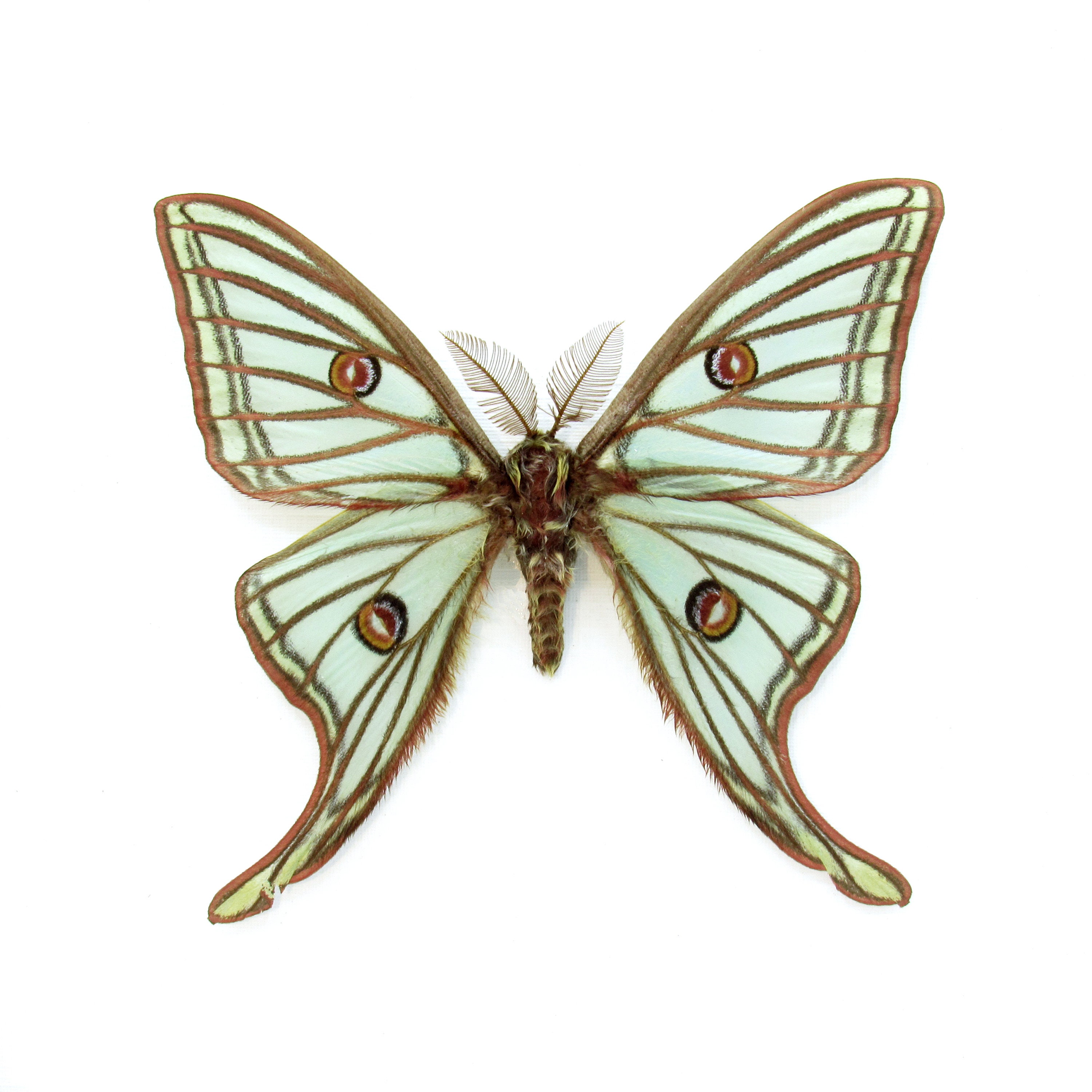 Rare XL Spanish Moon Moth Framed Taxidermy - Graellsia Isabellae