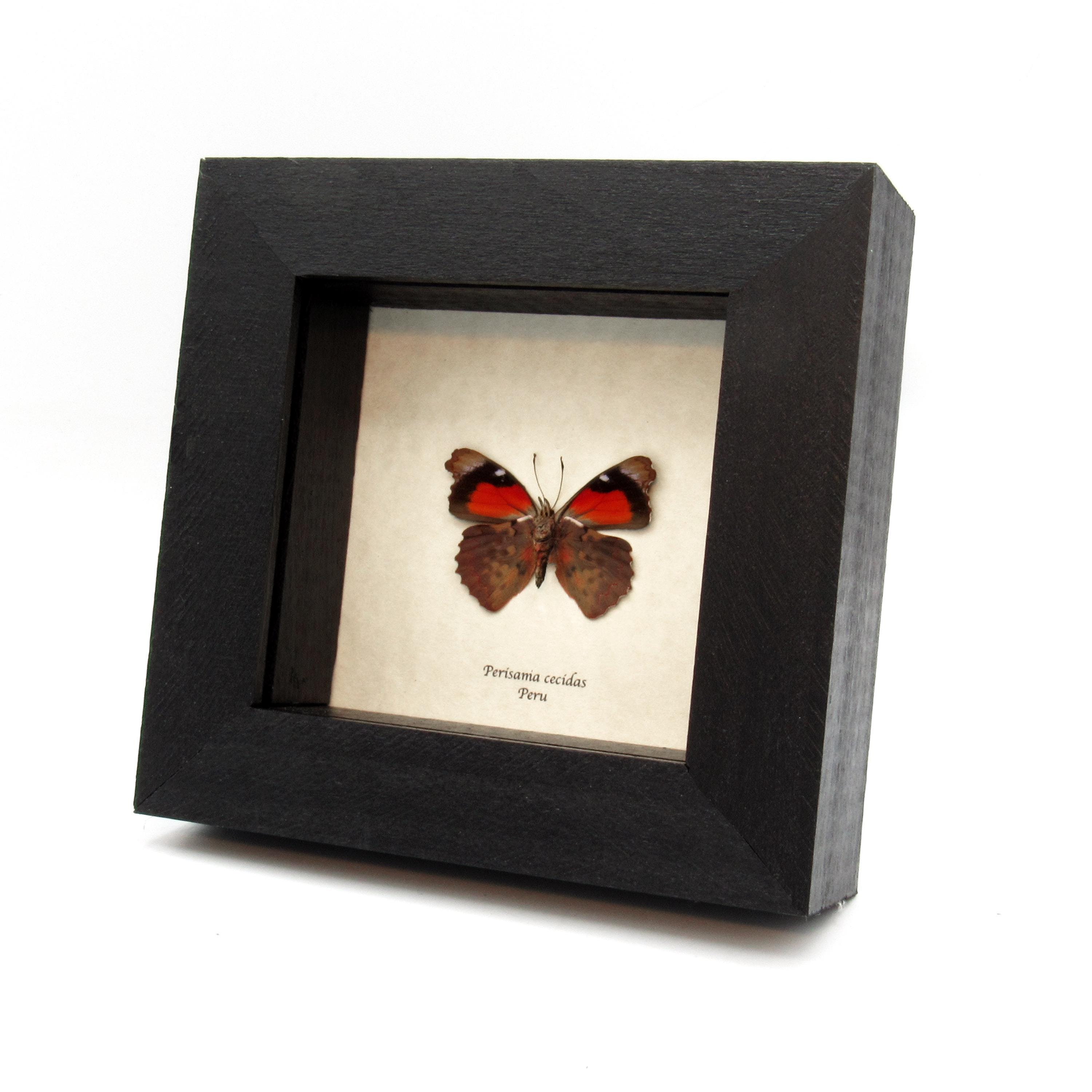 NirWa Farfalla Vera In Cornice - Decorazione Naturale Per Casa, Ufficio O Regalo - Esemplare Reale Con Cornice In Legno - Foto 7