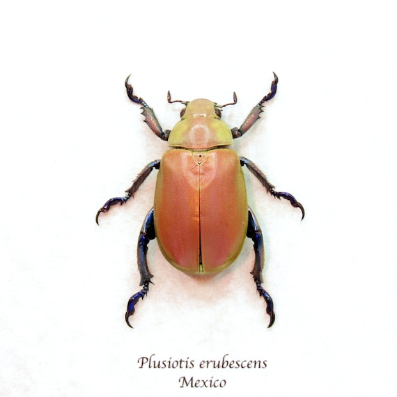 Very Rare Real Jewel Scarab Beetle Framed Taxidermy - Chrysina