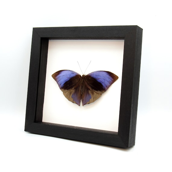 Real Purple Giant Saturn Butterfly Framed Taxidermy - Zeuxidia