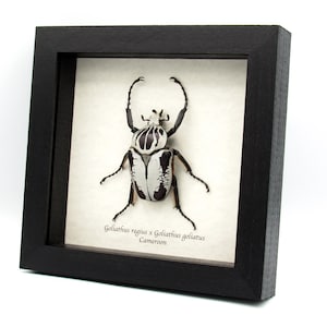 Rare Hybrid Goliath beetle framed specimen - Goliathus regius x Goliathus goliatus - pristine