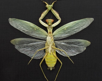 Real Green Mantis Displaying the Severed Head of her Lover in Triumph
