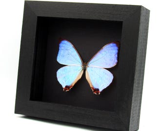 実物大サンセットモルフォ蝶の額入り剥製 - モルフォヘキューバ - Etsy