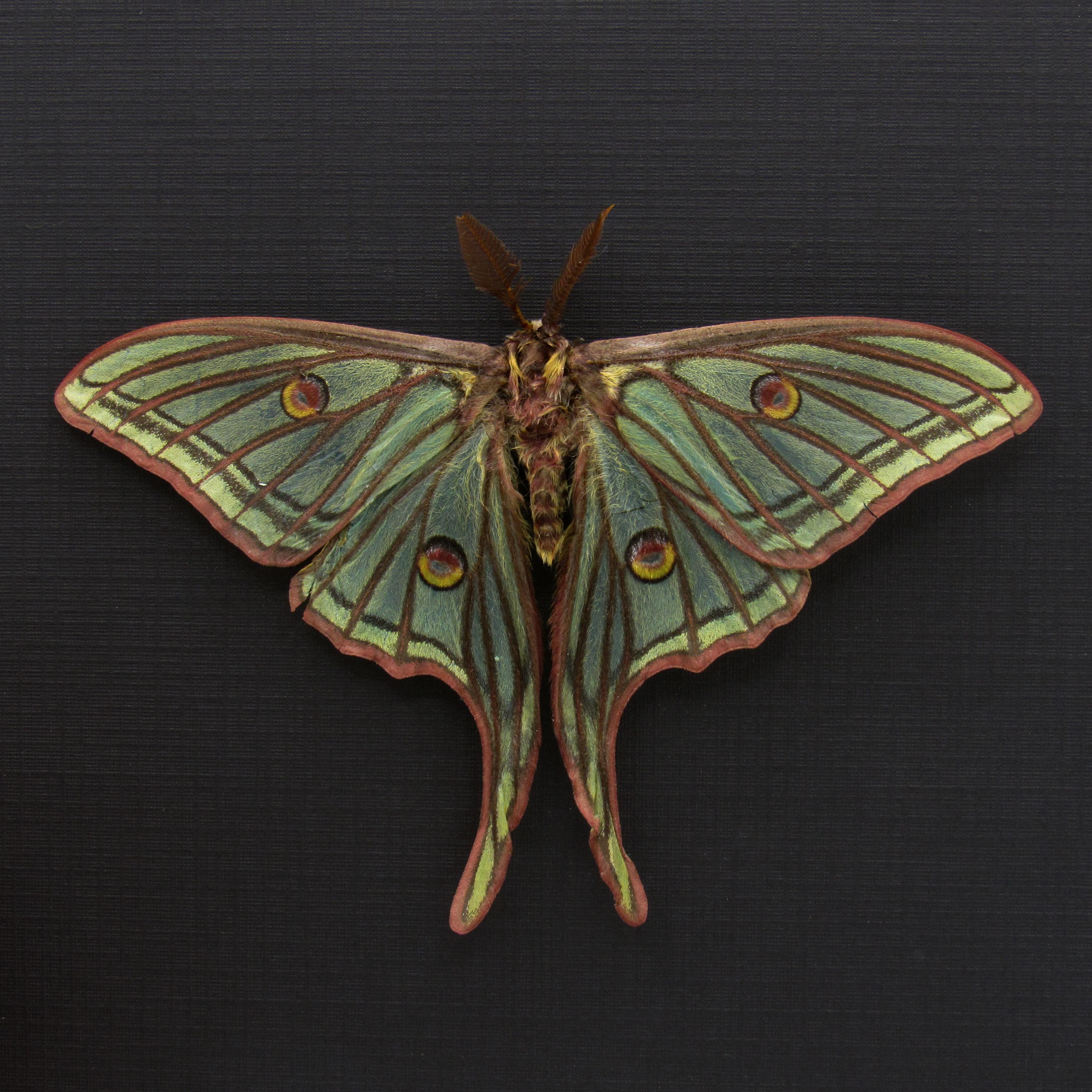 Rare Large Spanish Moon Moth Framed Taxidermy - Graellsia