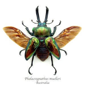 Rare XL Rainbow Stag beetle framed - Phalacrognathus muelleri - minor damage