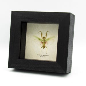 Taxidermia enmarcada de una auténtica mantis flor india - Creobroter gemmatus