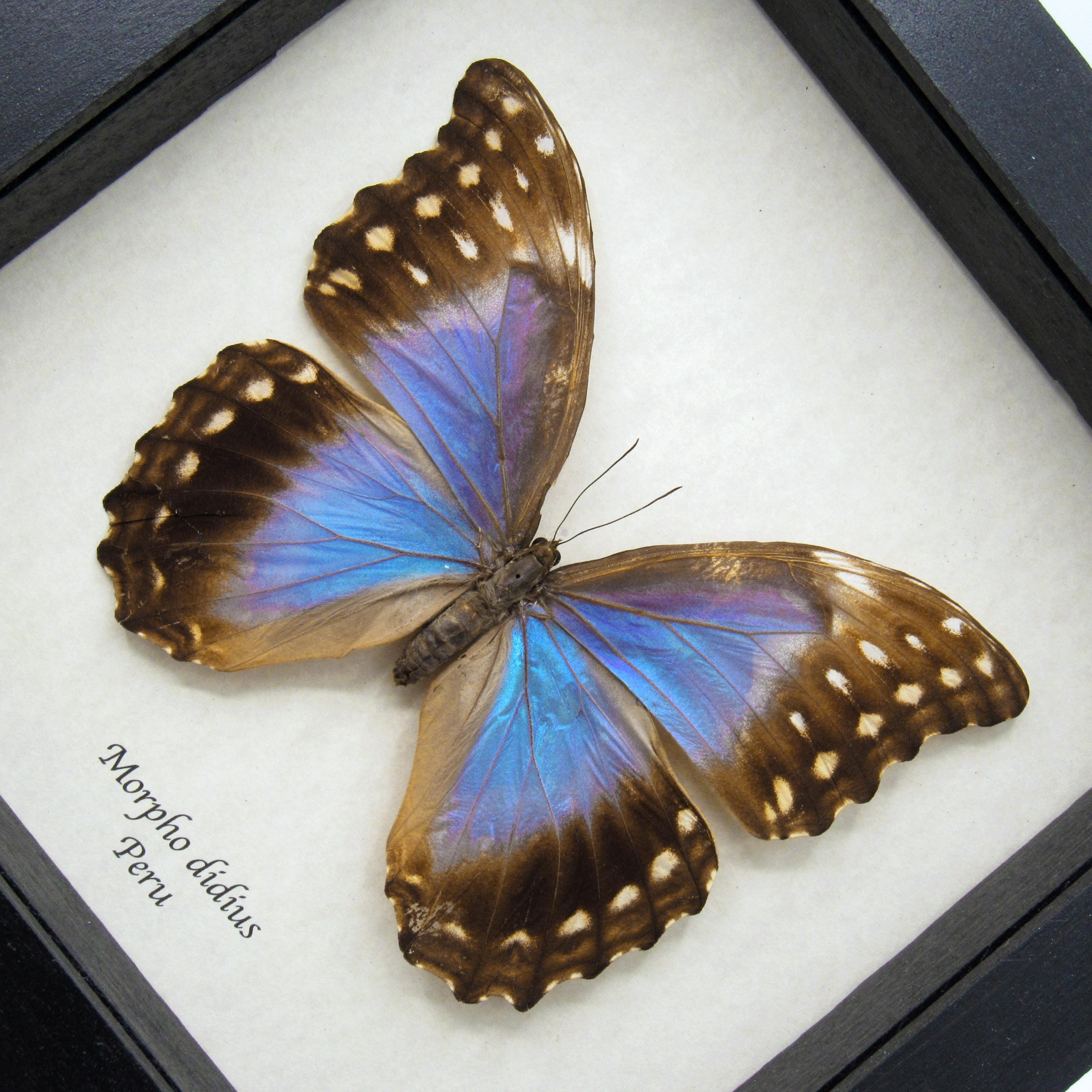 Real Giant Blue Morpho Butterfly Framed Taxidermy - Morpho Didius