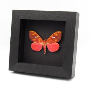 May include: A framed butterfly specimen. The butterfly has reddish-orange wings with white spots and bright red lower wings. The frame is square and black, set against a black background.