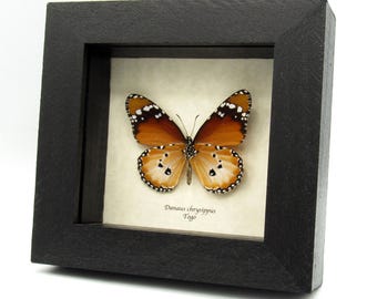 本物のアフリカンクイーン蝶の額入り剥製 - Danaus chrysippus - Etsy 日本