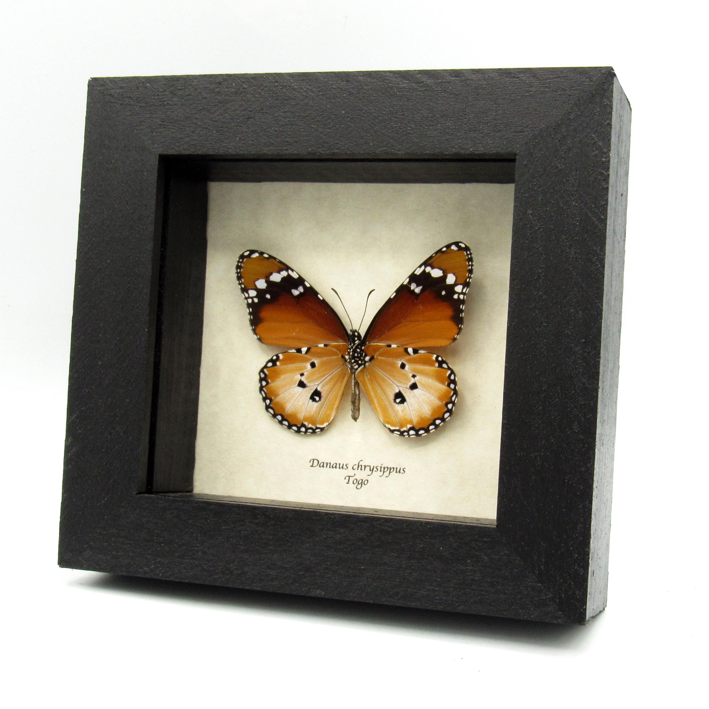 本物のアフリカンクイーン蝶の額入り剥製 - Danaus chrysippus - Etsy 日本