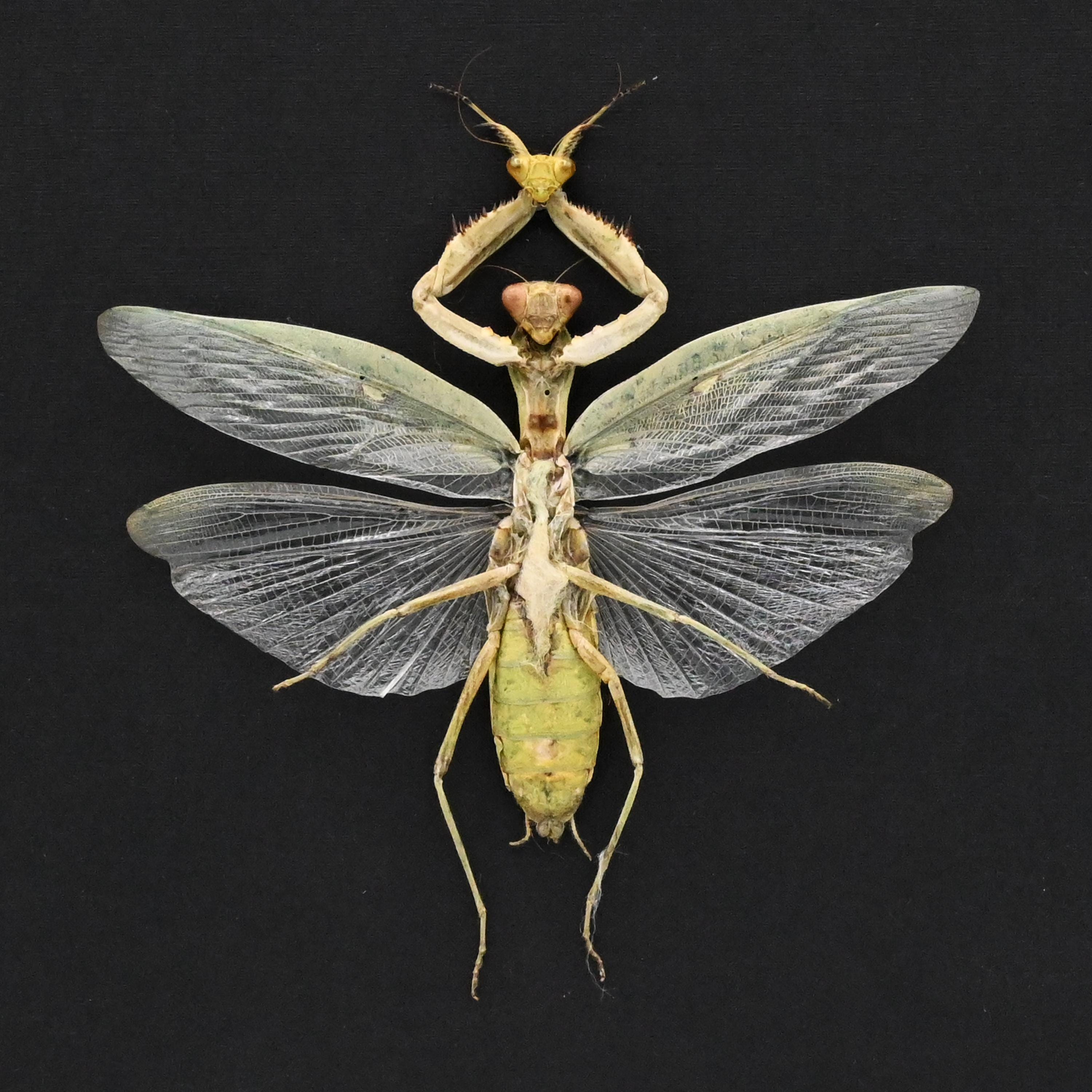 Buy Real Praying Mantis Online In India - Etsy India
