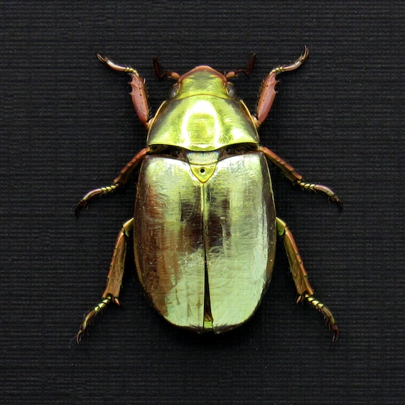 Rare Gold Metallic Jewel Beetle Framed Specimen - Chrysina