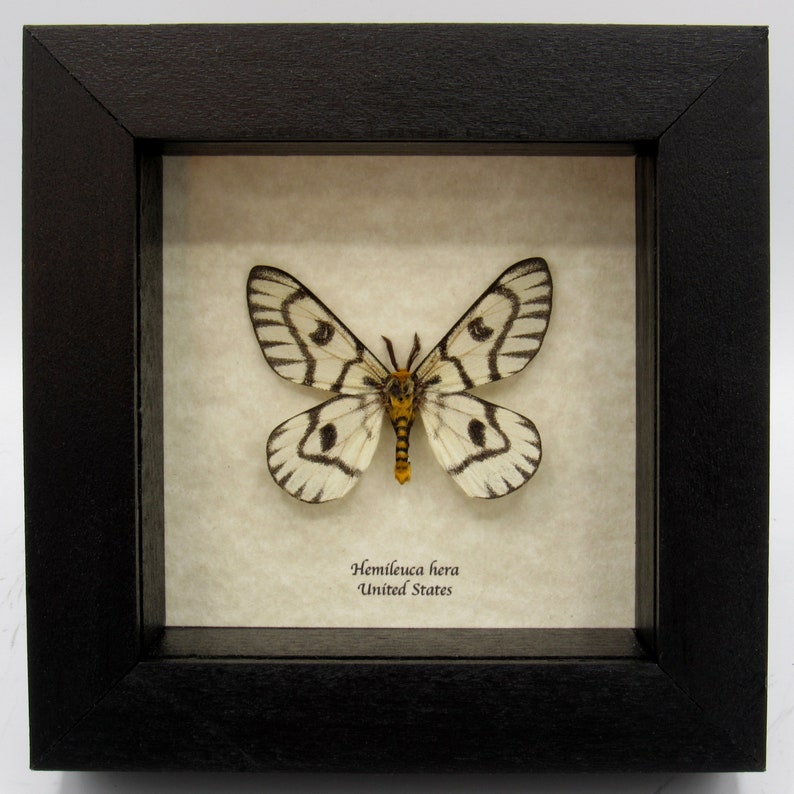 Rare Sagebrush Sheep moth framed taxidermy Hemileuca hera image 3
