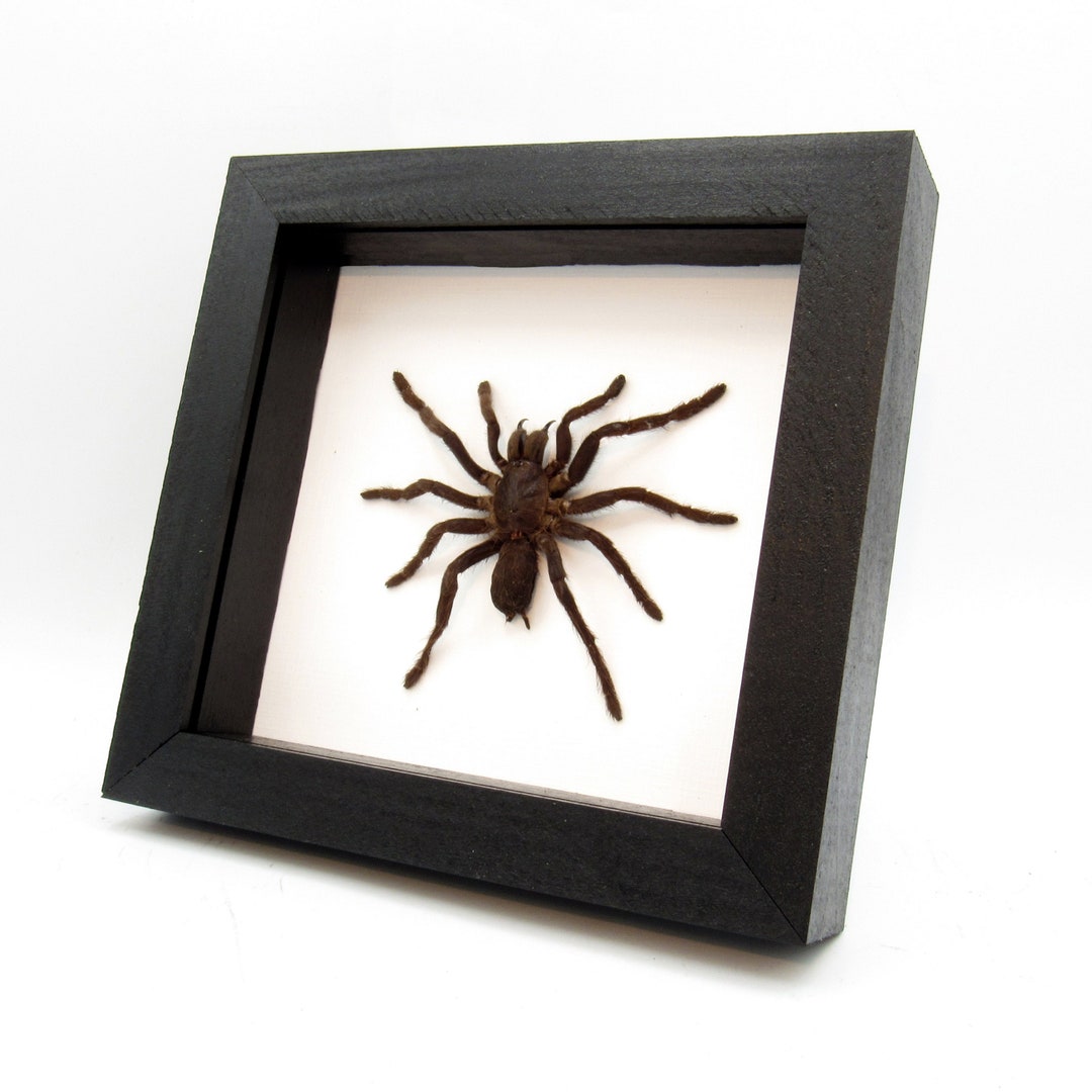 Real Java Yellow Kneed Tarantula Spider Framed Taxidermy - Etsy