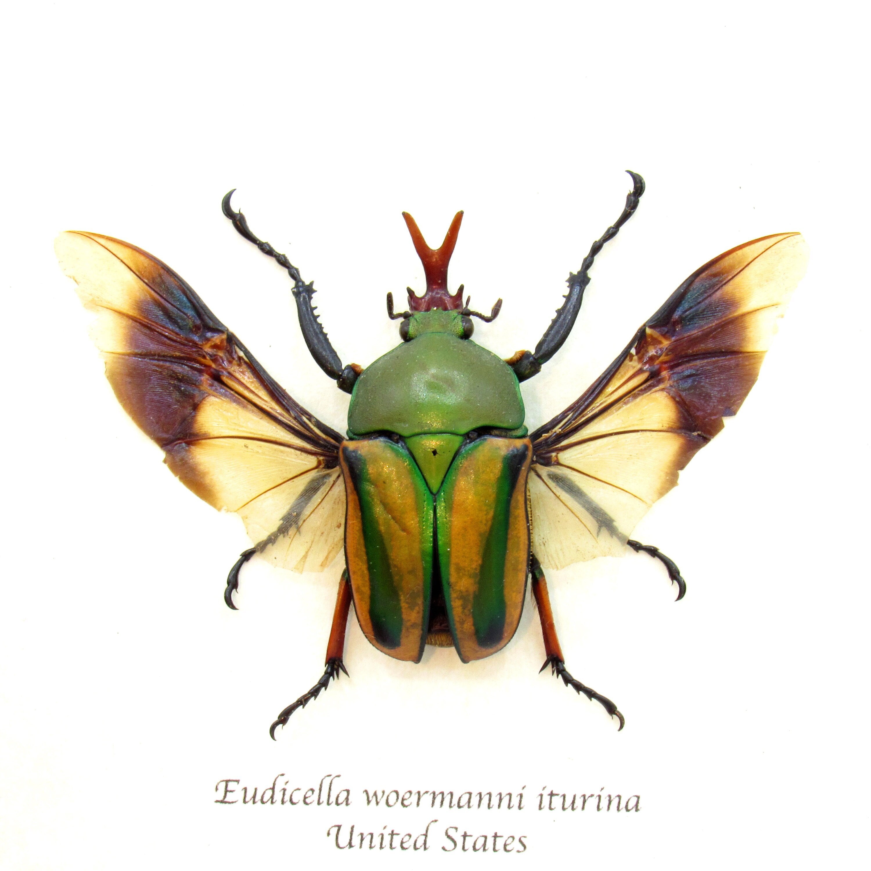 標本 Zaire Eudicella ducalis 47mm Zaire Eudicella ducalis 47mm