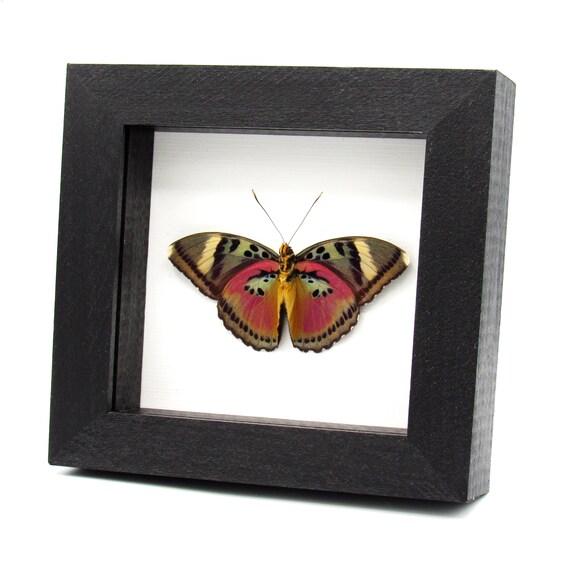 Real Pink Forester Butterfly Framed Taxidermy - Euphaedra Acuta
