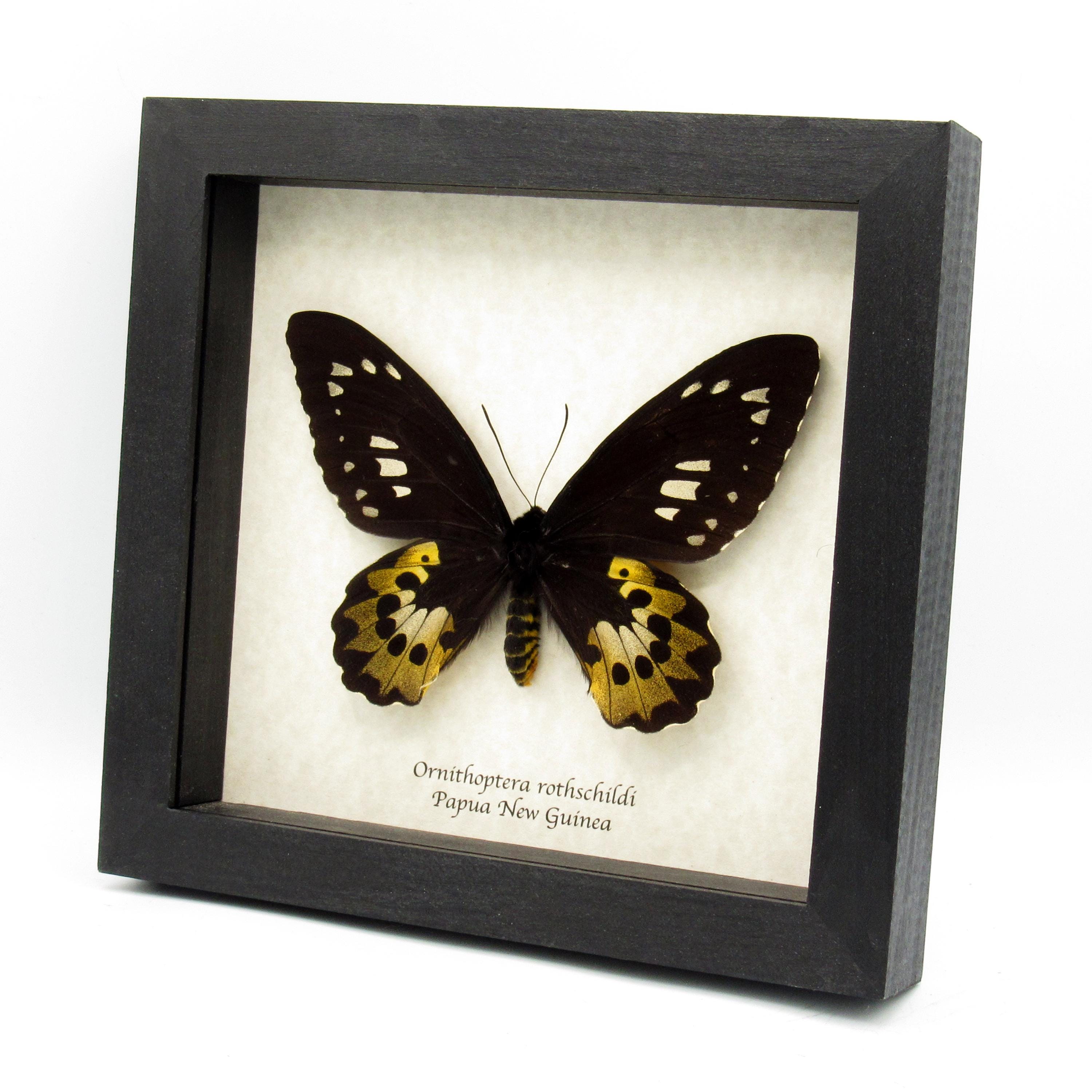 Ornithoptera Rothschildi - Etsy