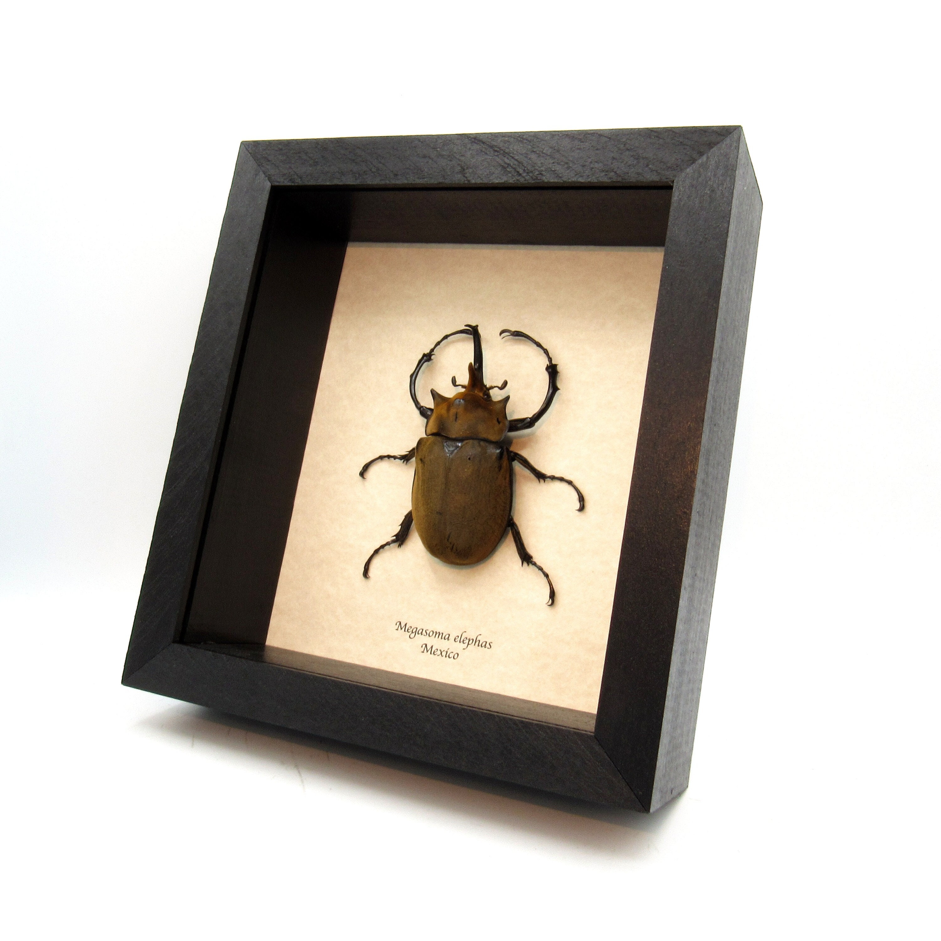 Real Elephant Dung Beetle Specimen (Heliocopris Dominus) - Framed Taxidermy Insect Collection