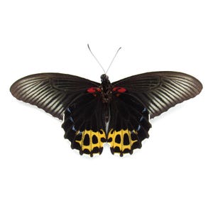 Real yellow butterfly framed specimen - Papilio forbesi - Victorian mount