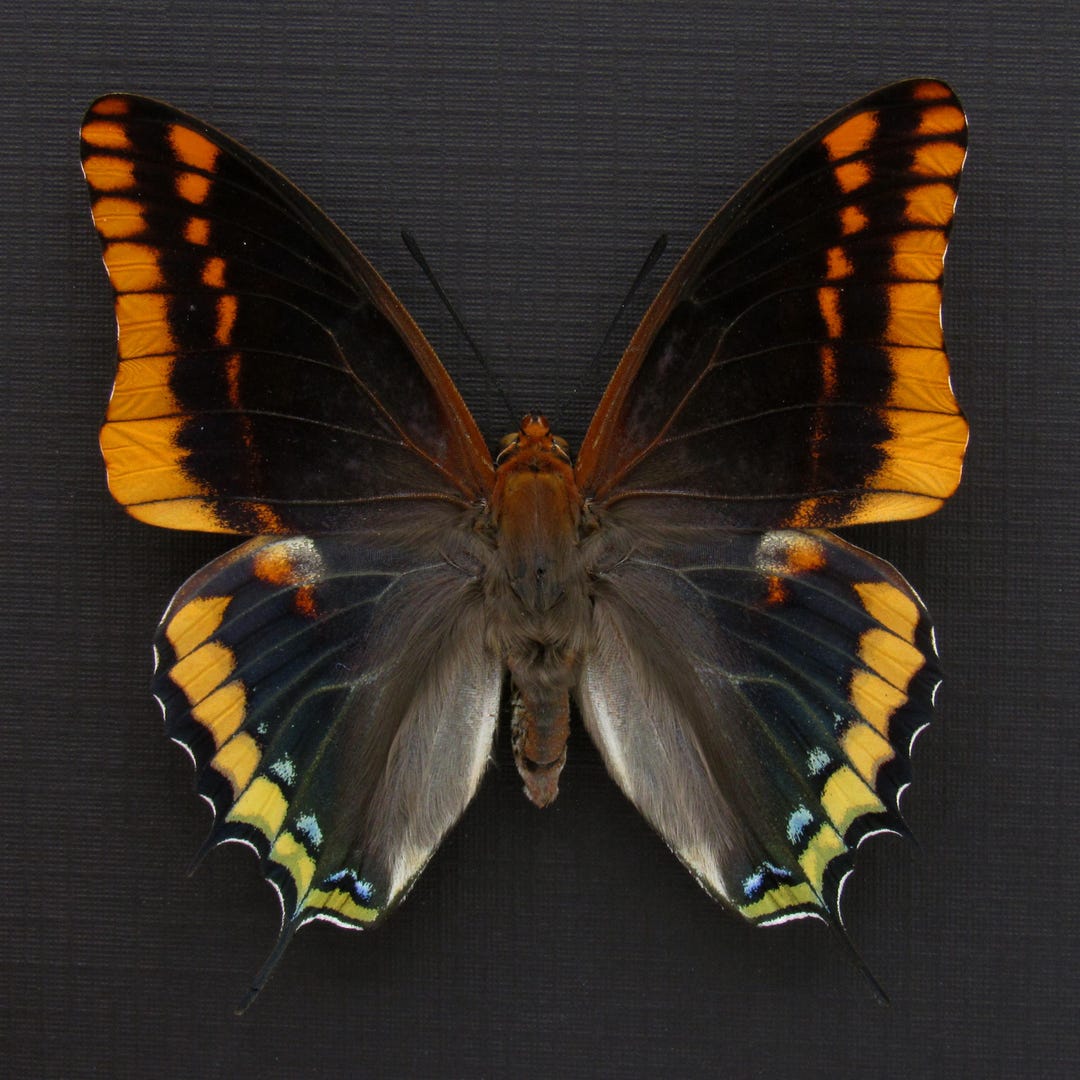 BUTTERFLY - 朱世赫FL Amazon.com: BicBugs CRENIS PECHUELI Real Framed Butterfly