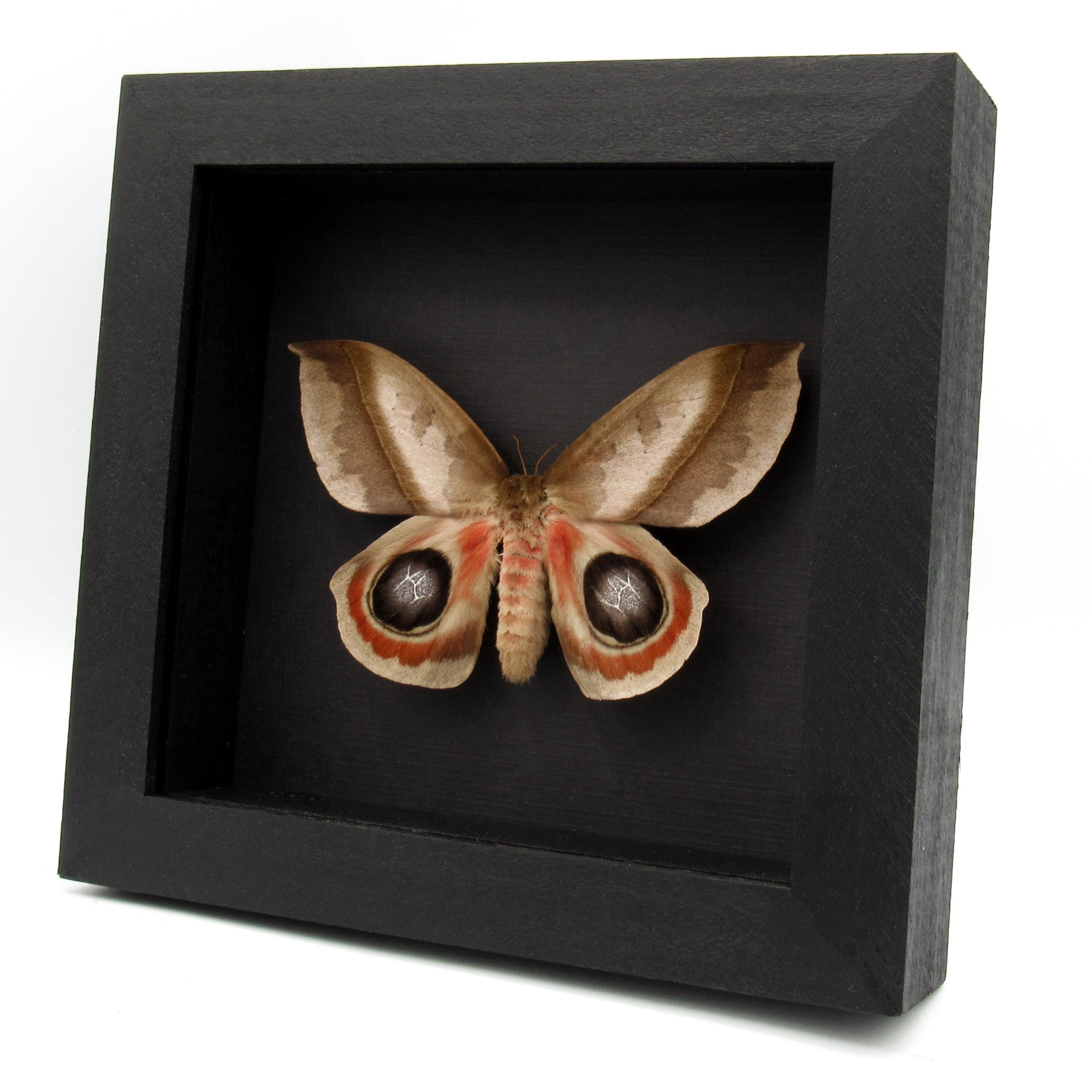 Real Giant Saturn Moth Framed Taxidermy - Automeris Metzli - Female - Etsy