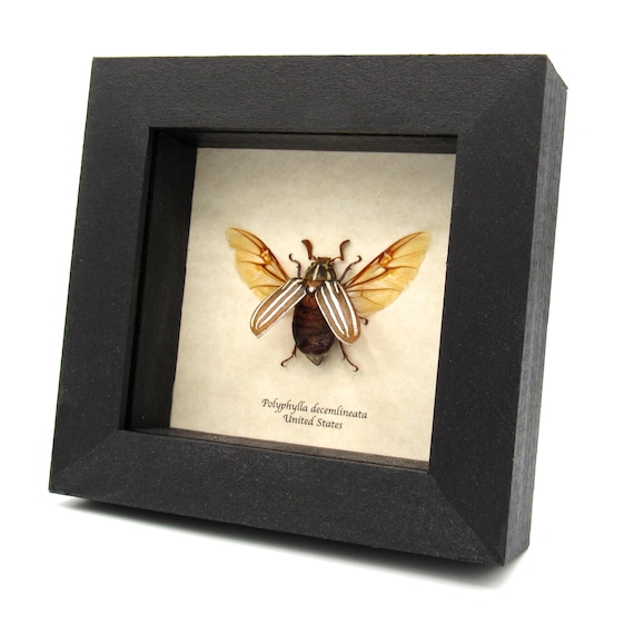 DeliciousTaylormade BeeAroundLil’BEEtle Leif Cash | AWESOME find while out marching in the heat