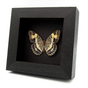 Rare lavender Lacewing butterfly framed specimen - Cethosia tambora illicibilis