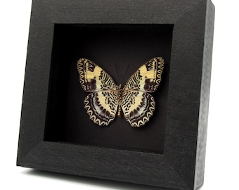 May include: A framed butterfly specimen with black and white wings with a yellow pattern. The butterfly is displayed against a black background in a black frame.