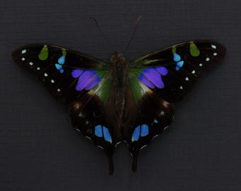 非常に珍しい蛾に似たアゲハチョウの額入り剥製 - Papilio laglaizei