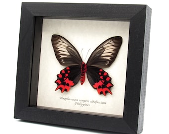 非常に珍しい巨大なグラフィウム蝶の標本 - Graphium idaeoides - Etsy