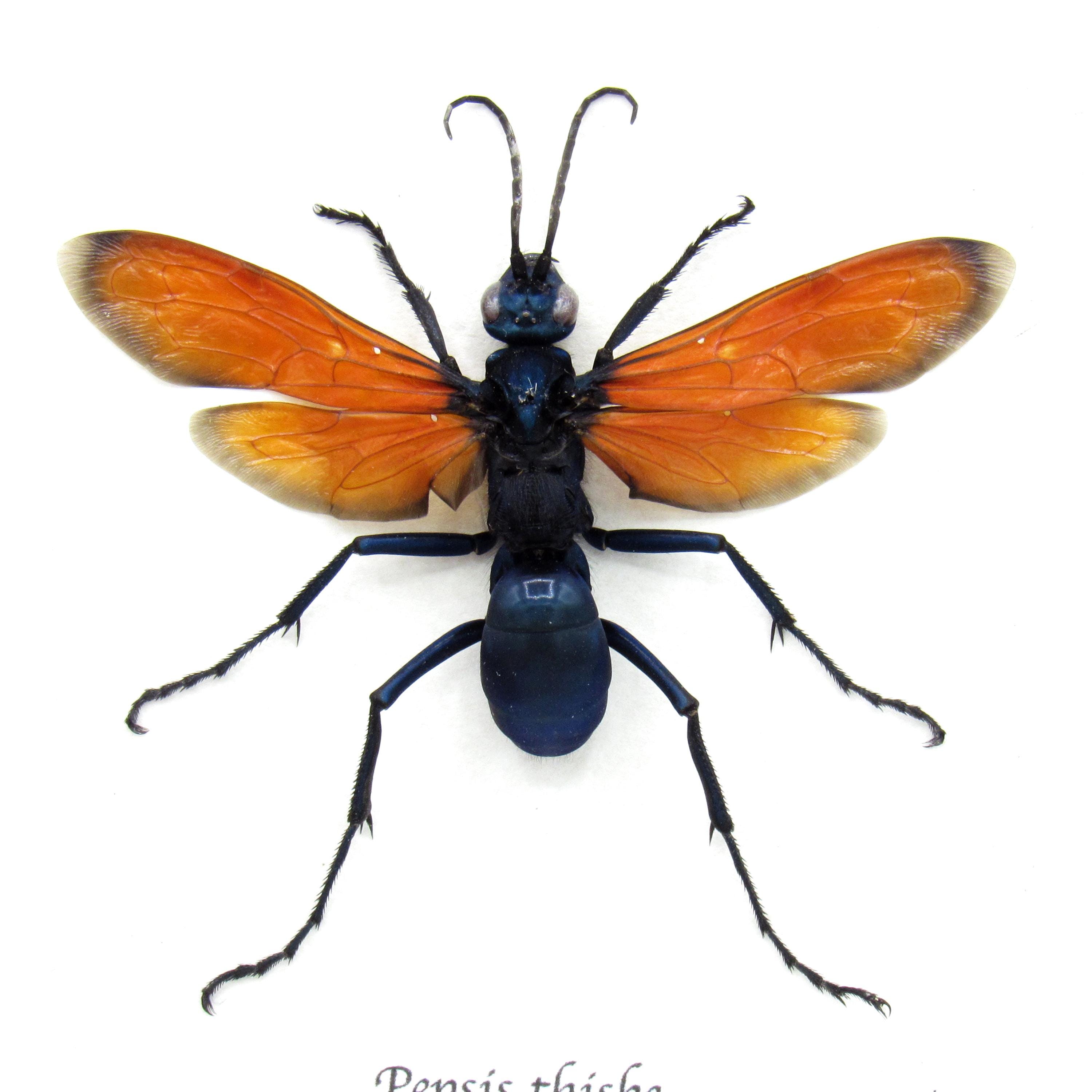 本物のタランチュラ・ホーク・ワスプの額入り剥製 - ペプシ・シスベ