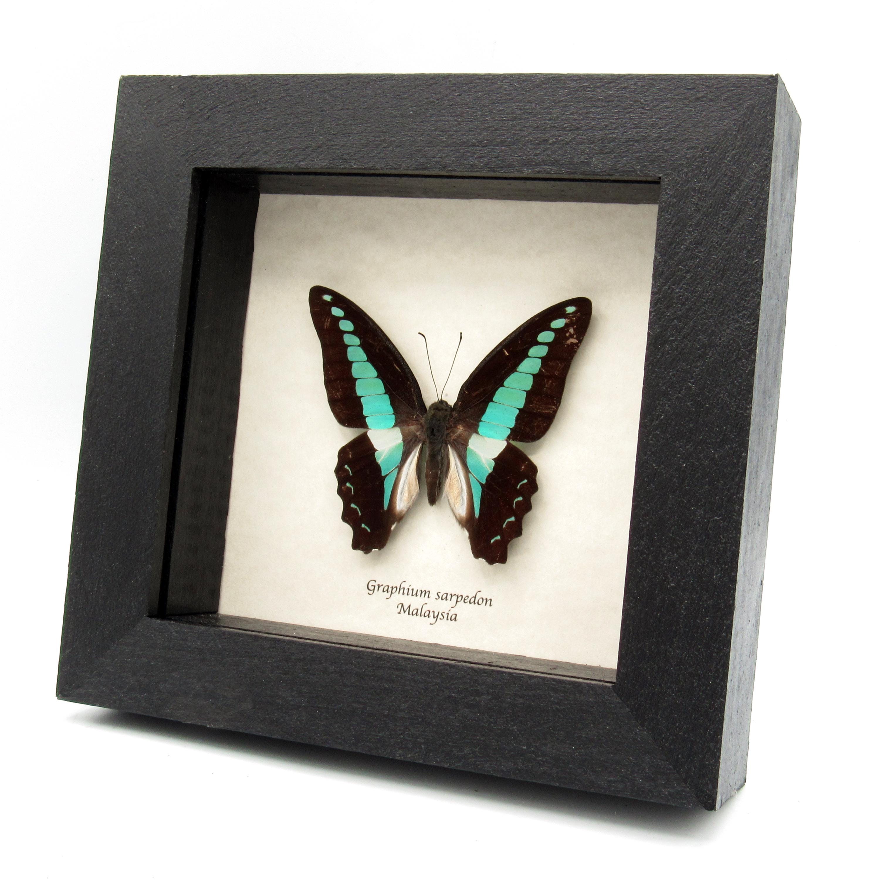 ブルーカルセドニー　蝶　スタンド付き　共生あり　　　ちょう　美しい　バタフライ ブルーカルセドニー 蝶 スタンド付き 共生あり ちょう 美しい バタフライ