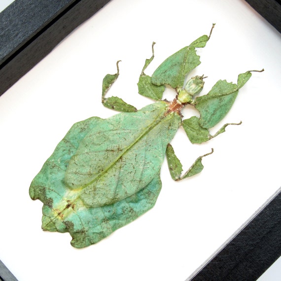 Worlds Largest Walking Leaf Insect Framed Taxidermy - Phyllium