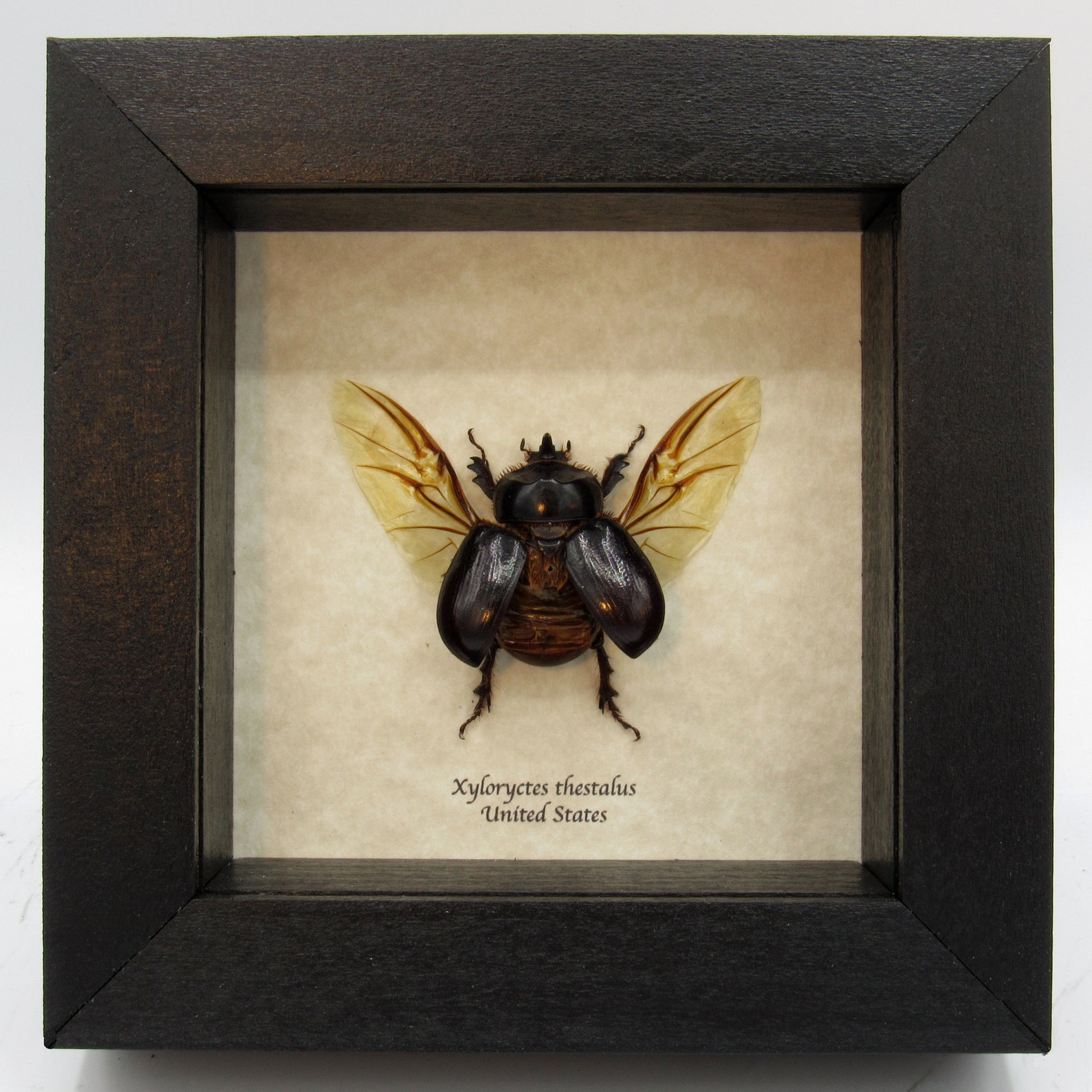 Coconut rhinoceros beetle image