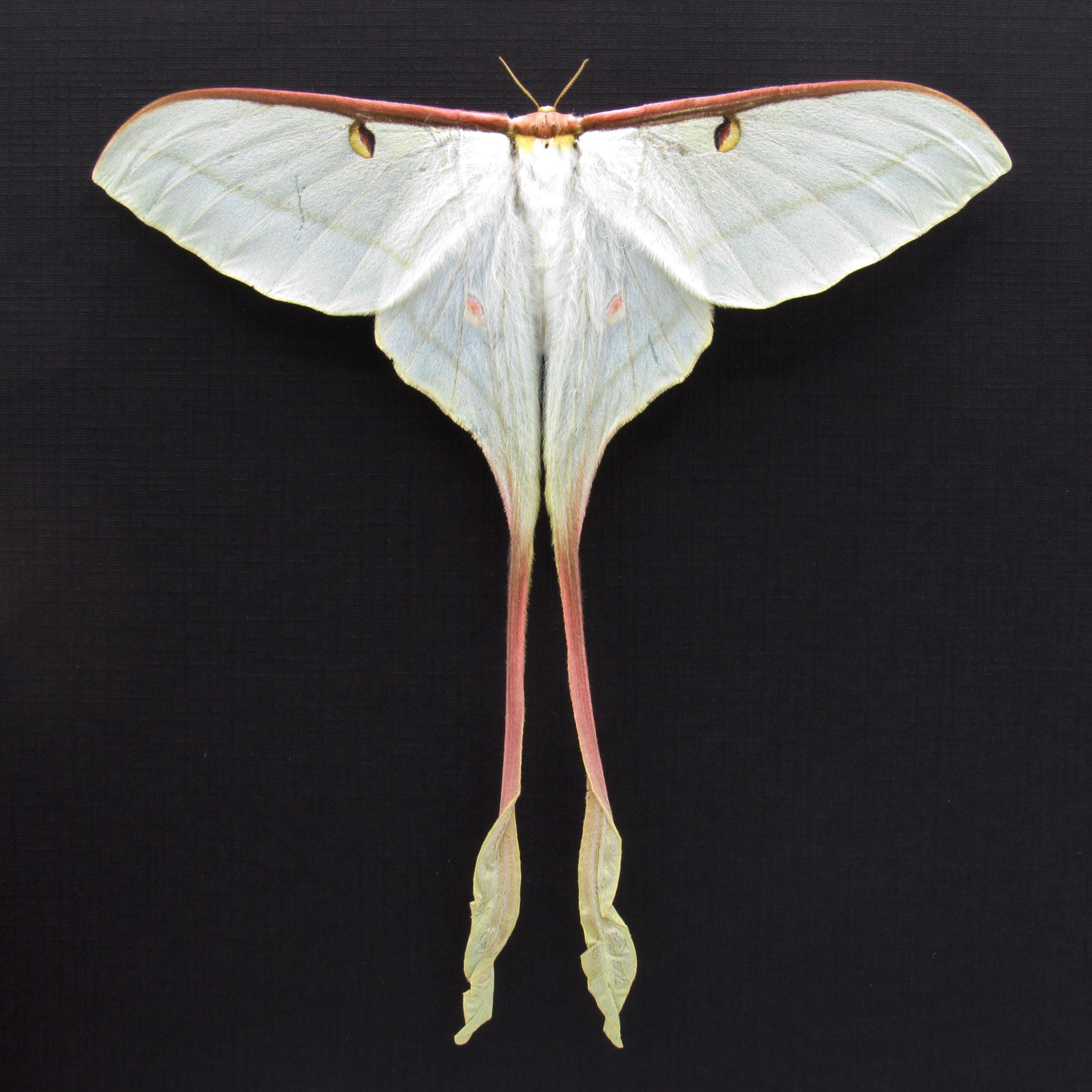 希少XLサイズのチャイニーズムーンモス（額入り） - Actias dubernardi 