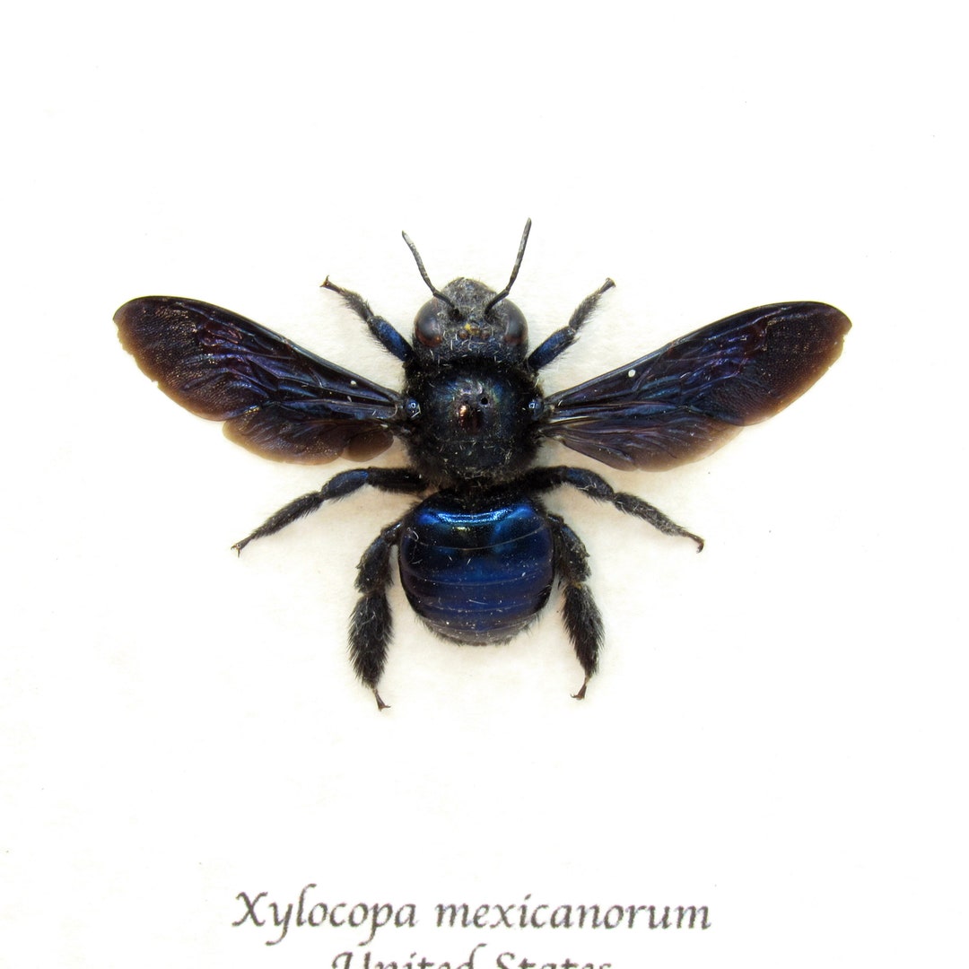 Real Large Mexican Carpenter Bee Framed Taxidermy - Xylocopa