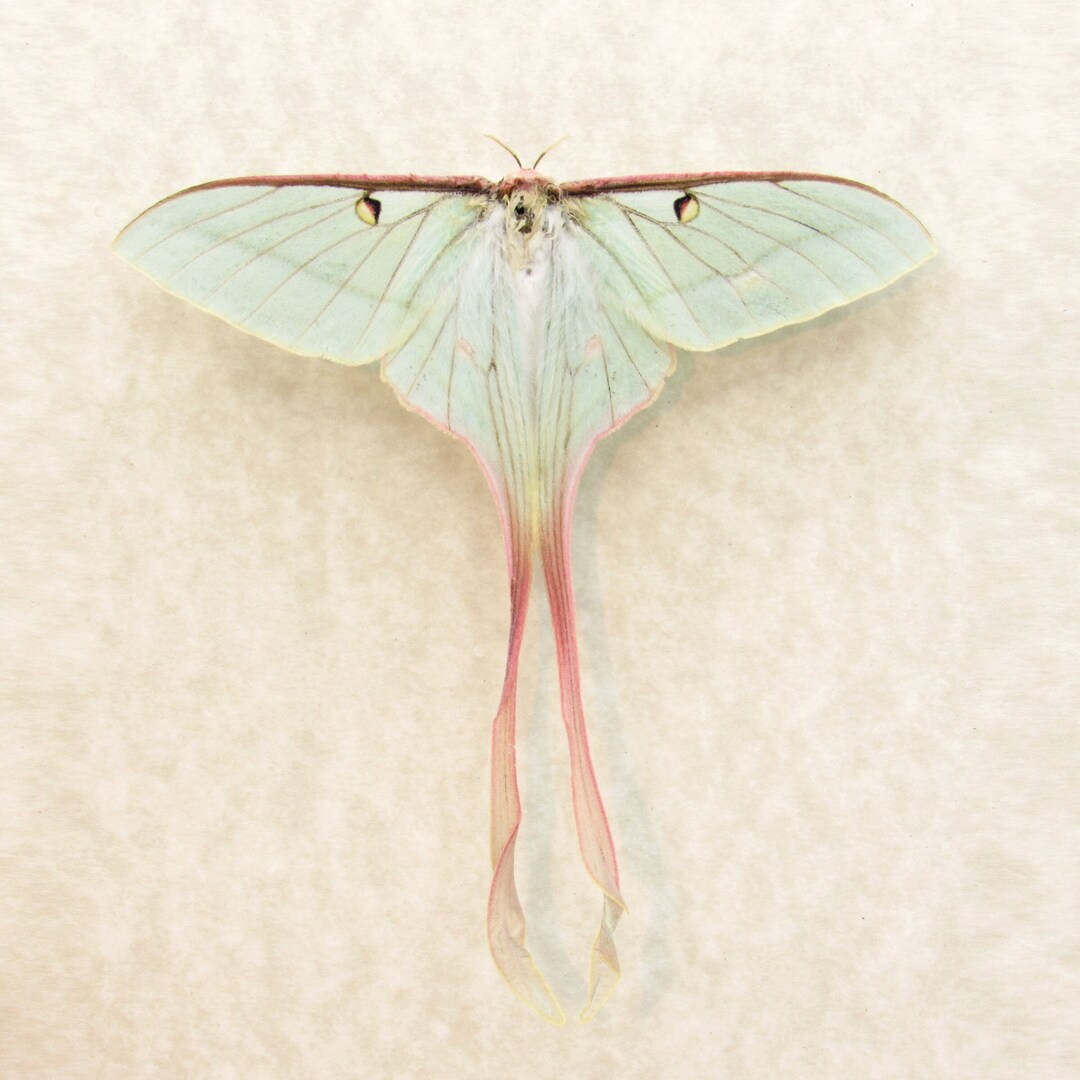 Rare Chinese Moon Moth Framed Taxidermy Actias Dubernardi Female ...